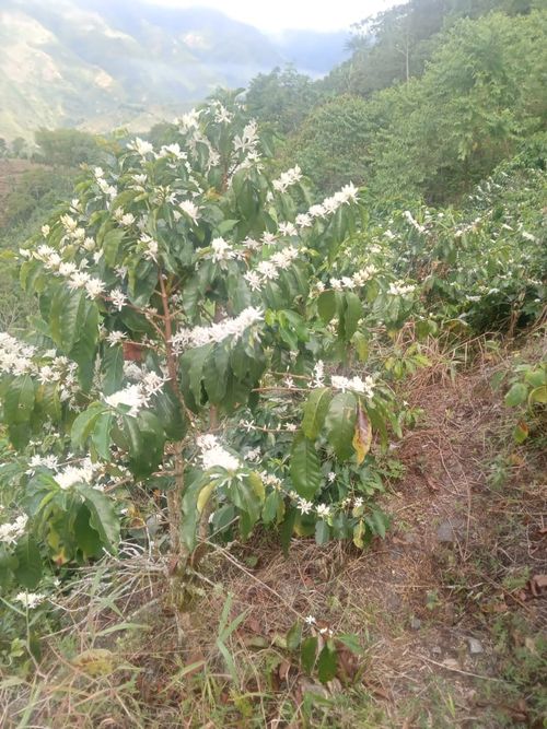 Finca en Venta en La celia - Miniatura 7