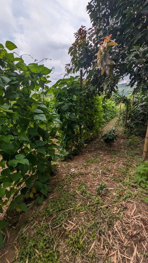 Finca en Venta en Circasia - Miniatura 23