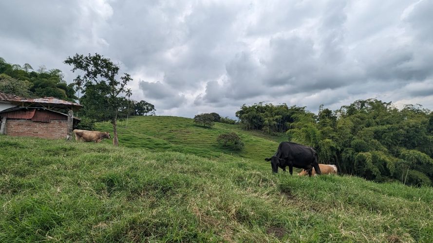 Finca en Venta en Circasia - Miniatura 24