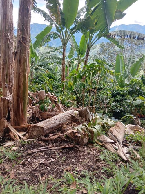 Finca en Venta en La celia - Miniatura 9