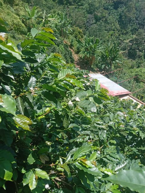Finca en Venta en La celia - Miniatura 10