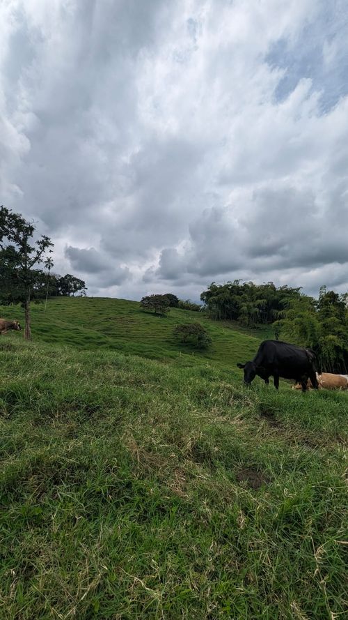 Finca en Venta en Circasia - Miniatura 28