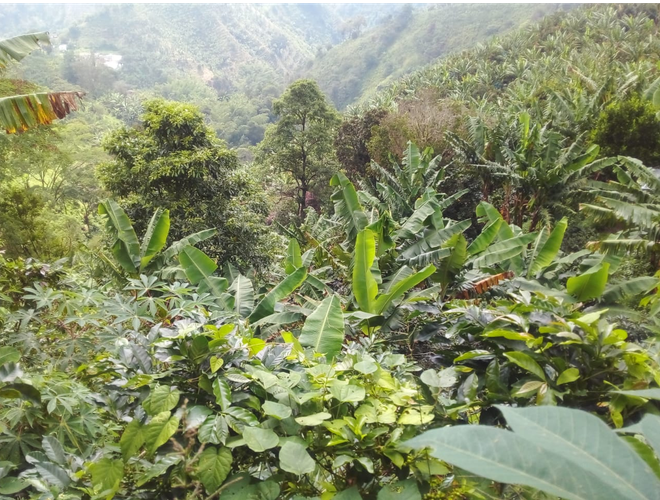 Finca en Venta en Viterbo - Miniatura 2