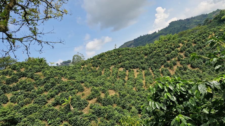 Finca en Venta en Chinchiná - Miniatura 4