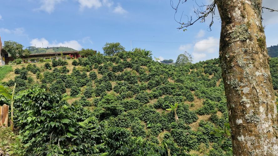 Finca en Venta en Chinchiná - Miniatura 5