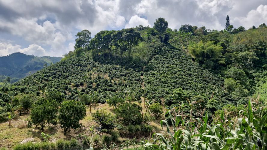 Finca en Venta en Chinchiná - Miniatura 7