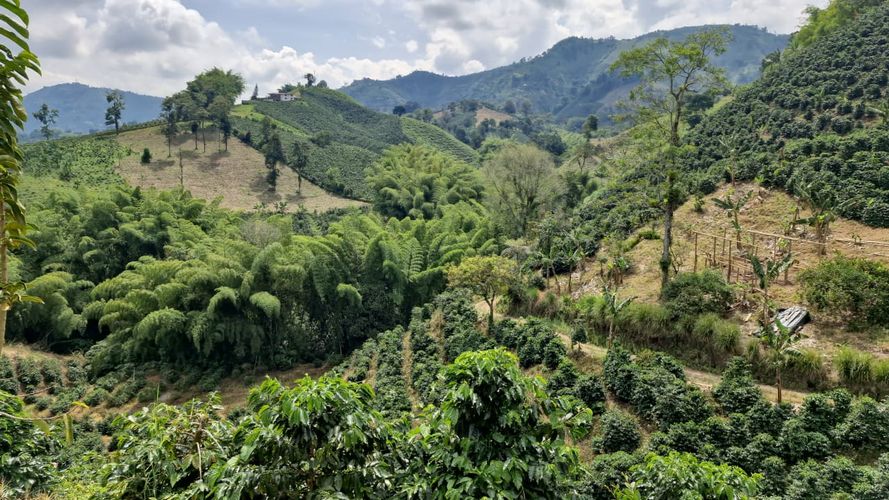 Finca en Venta en Chinchiná - Miniatura 9