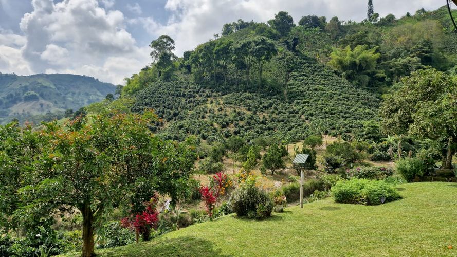 Finca en Venta en Chinchiná - Miniatura 10