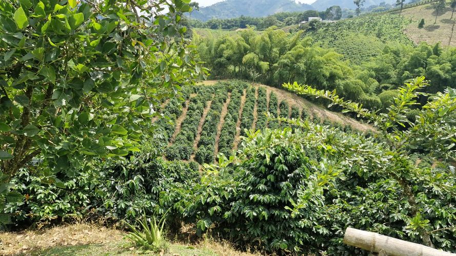 Finca en Venta en Chinchiná - Miniatura 12