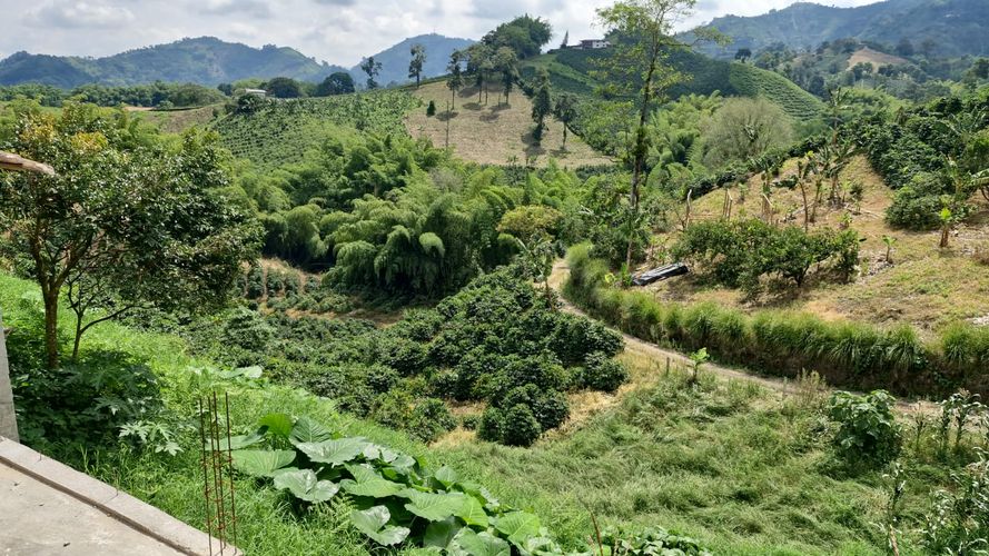 Finca en Venta en Chinchiná - Miniatura 13
