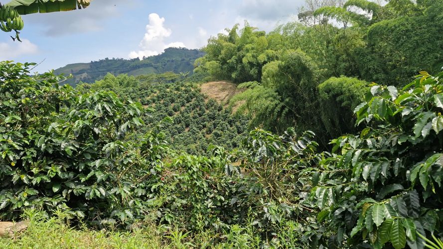 Finca en Venta en Chinchiná - Miniatura 14