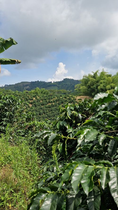 Finca en Venta en Chinchiná - Miniatura 15