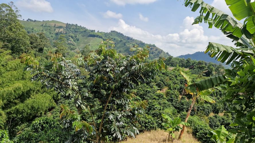Finca en Venta en Chinchiná - Miniatura 16