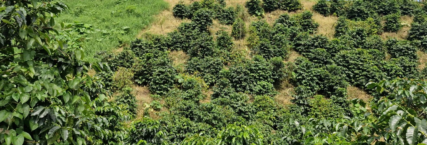 Finca en Venta en Chinchiná - Miniatura 17