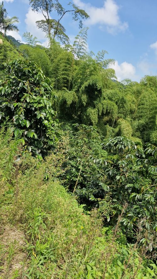 Finca en Venta en Chinchiná - Miniatura 18
