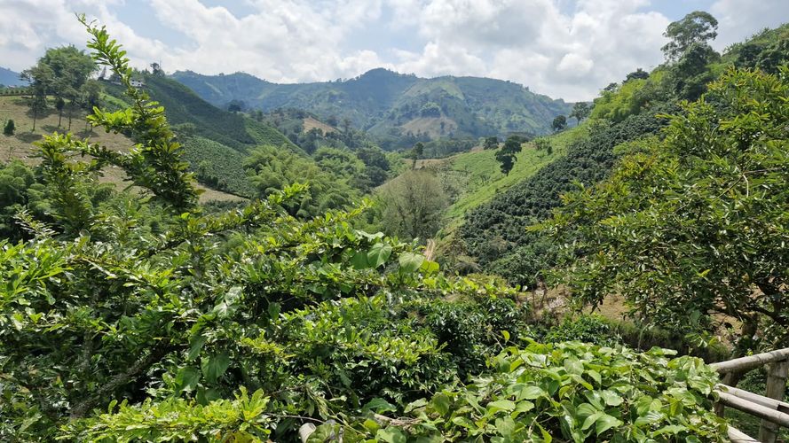 Finca en Venta en Chinchiná - Miniatura 19