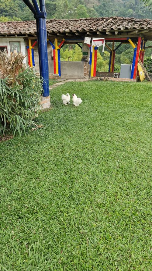 Finca en Venta en Chinchiná - Miniatura 20