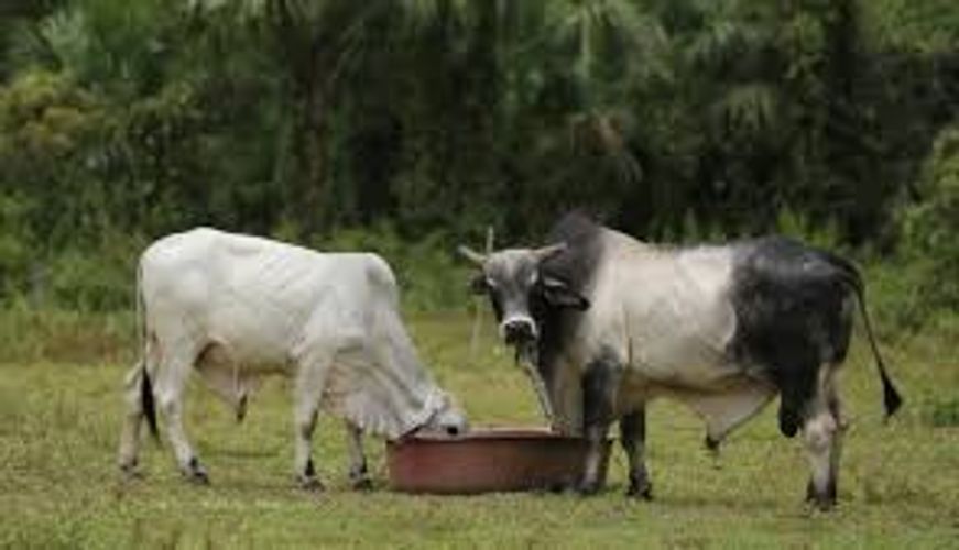 Finca en Venta en Cartagena de indias, Cartagena - Imagen 1