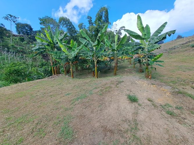 Finca en Venta en Santa rosa de cabal - Miniatura 7