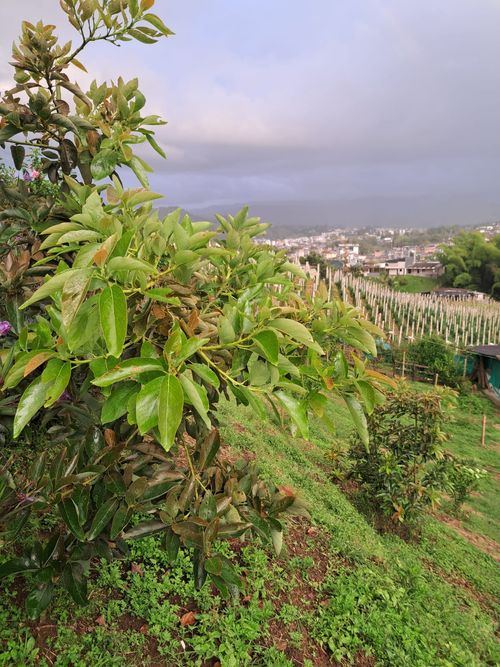 Finca en Venta en Santa rosa de cabal - Miniatura 9