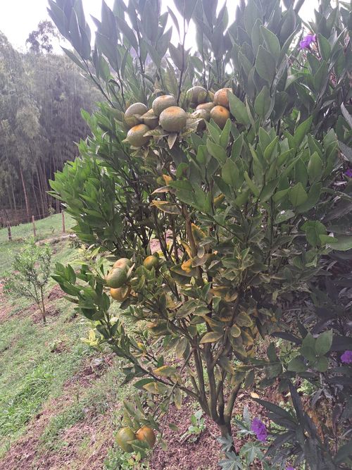 Finca en Venta en Santa rosa de cabal - Miniatura 11