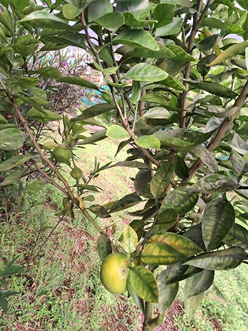 Finca en Venta en Santa rosa de cabal - Miniatura 12