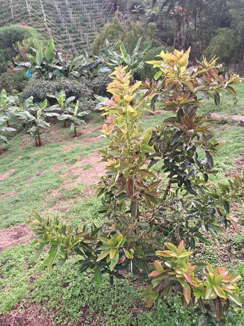 Finca en Venta en Santa rosa de cabal - Miniatura 13