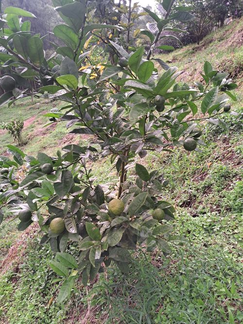 Finca en Venta en Santa rosa de cabal - Miniatura 14