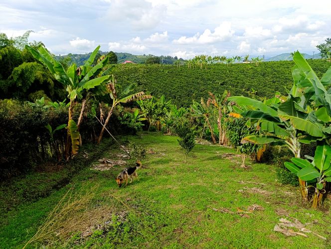 Finca en Venta en Santa rosa de cabal - Miniatura 14
