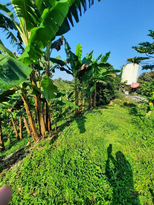 Finca en Venta en Combia, Pereira - Imagen 1
