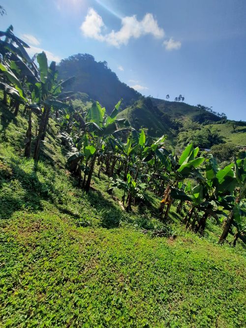 Finca en Venta en Combia, Pereira - Miniatura 3