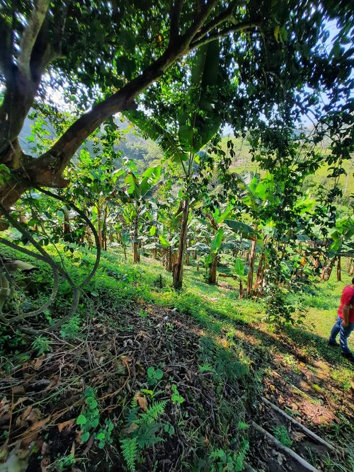 Finca en Venta en Combia, Pereira - Miniatura 4