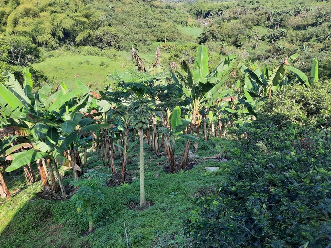 Finca en Venta en Combia, Pereira - Miniatura 14