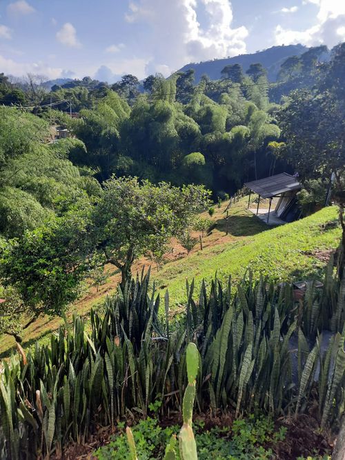 Finca en Venta en Combia, Pereira - Miniatura 20