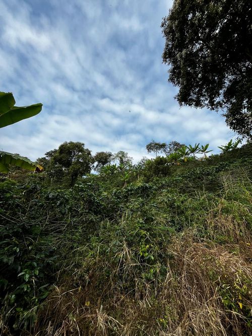 Finca en Venta en La virginia - Miniatura 12