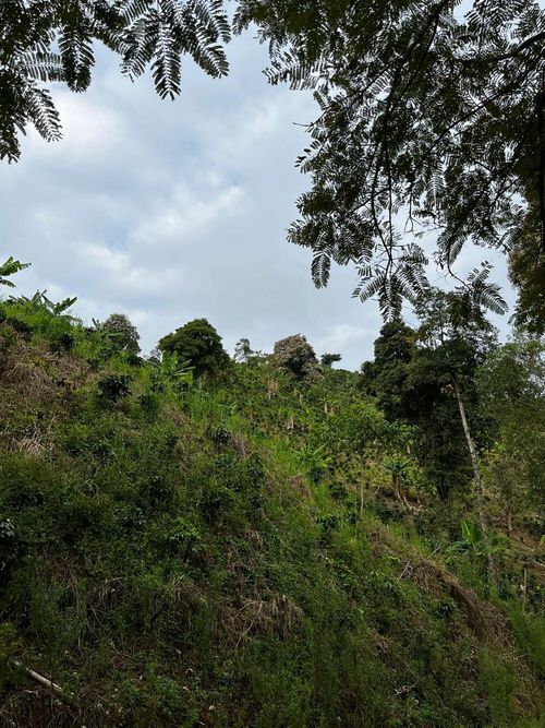 Finca en Venta en La virginia - Miniatura 13