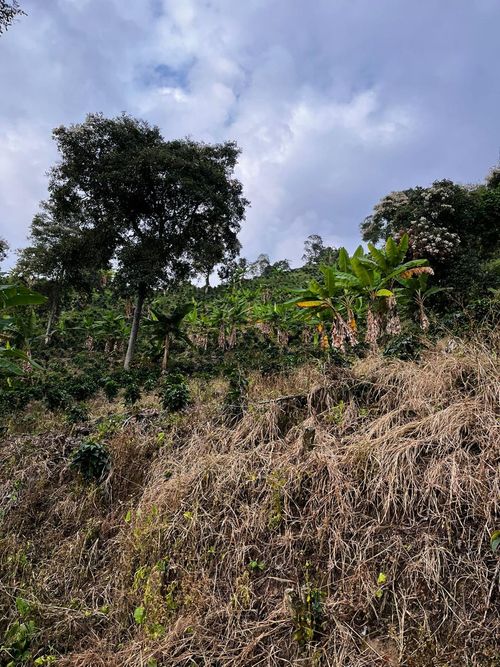 Finca en Venta en La virginia - Miniatura 14