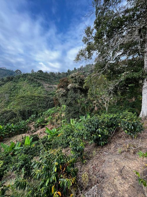 Finca en Venta en La virginia - Miniatura 15