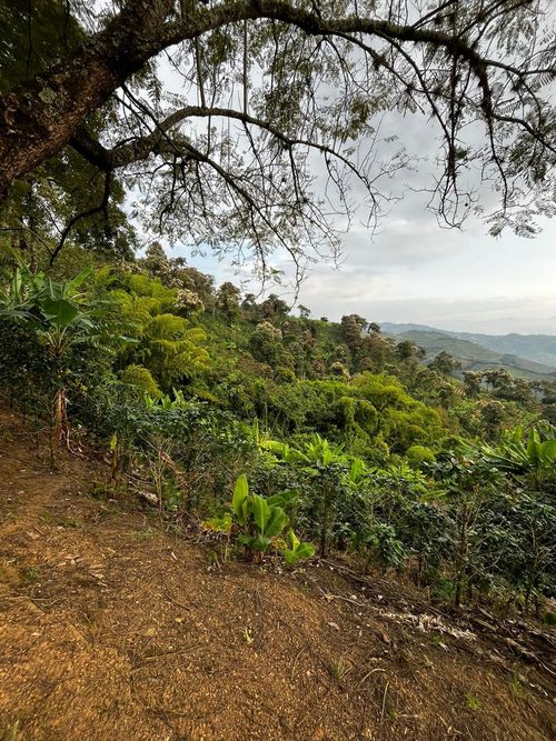 Finca en Venta en La virginia - Miniatura 17