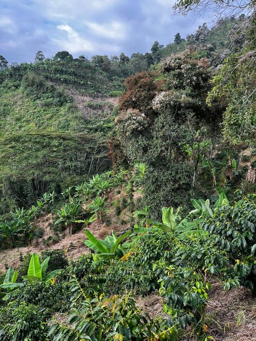 Finca en Venta en La virginia - Miniatura 18
