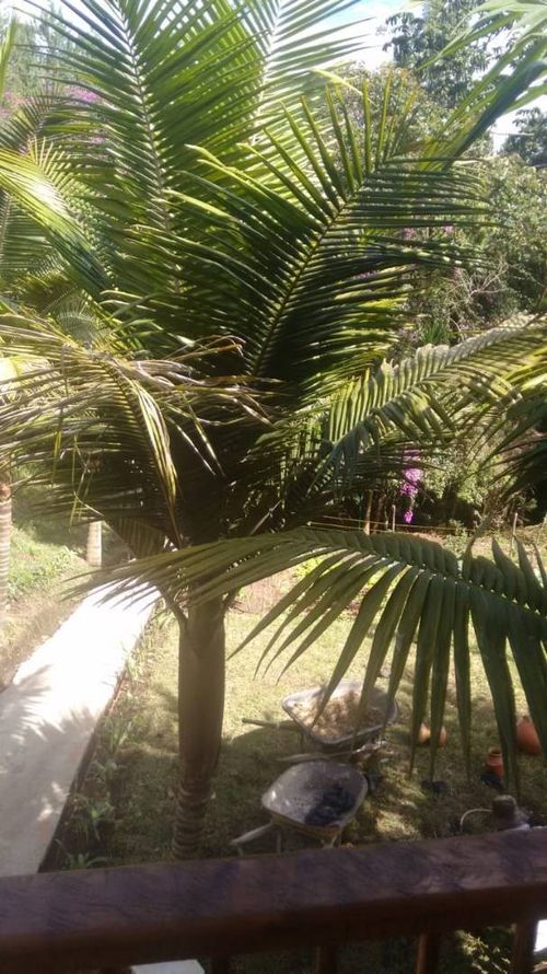 Finca en Arriendo en El tambo, La ceja - Miniatura 4