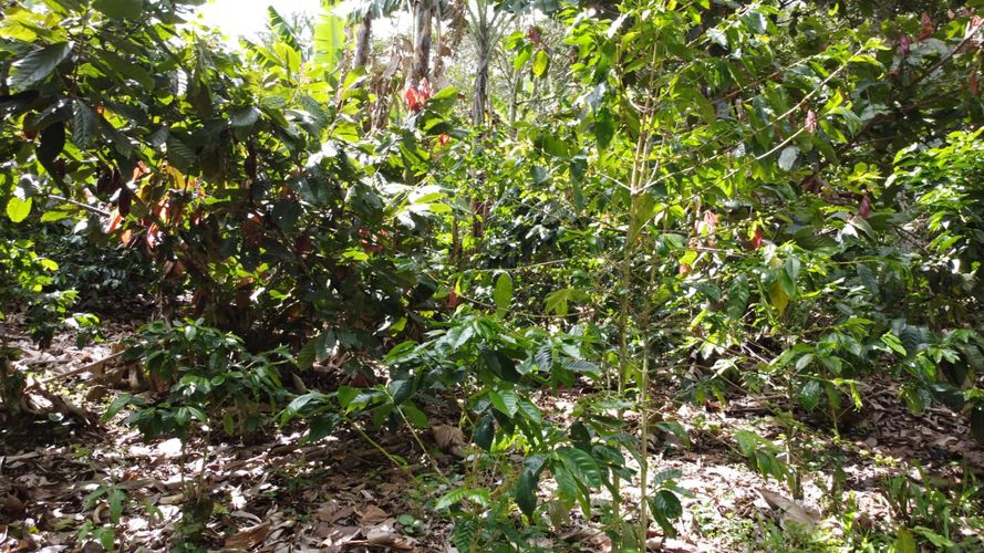 Finca en Venta en Belén de Umbría - Miniatura 8