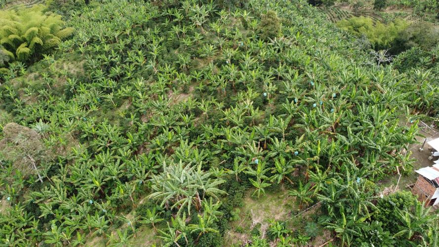 Finca en Venta en Belén de Umbría - Miniatura 15