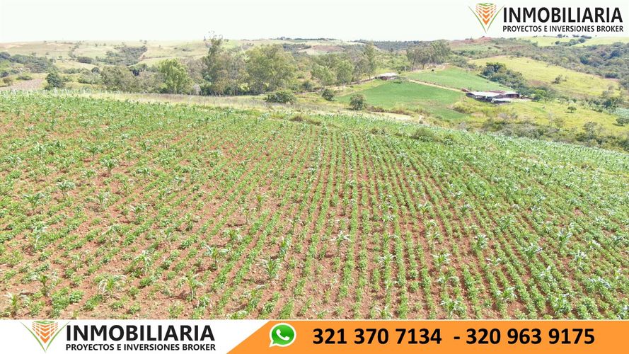 Finca en Venta en San gil - Miniatura 4