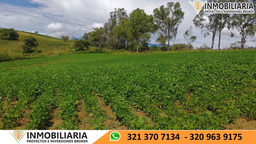 Finca en Venta en San gil - Miniatura 15