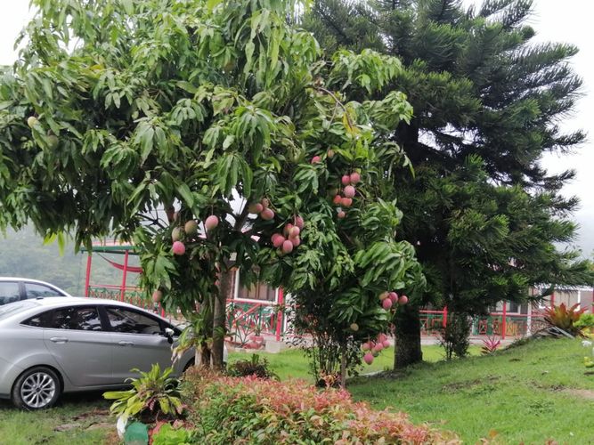 Finca en  Arriendo en Fusagasugá - Miniatura 22