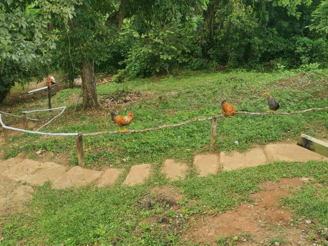Finca en Venta en Cumaca, Ricaurte - Miniatura 12