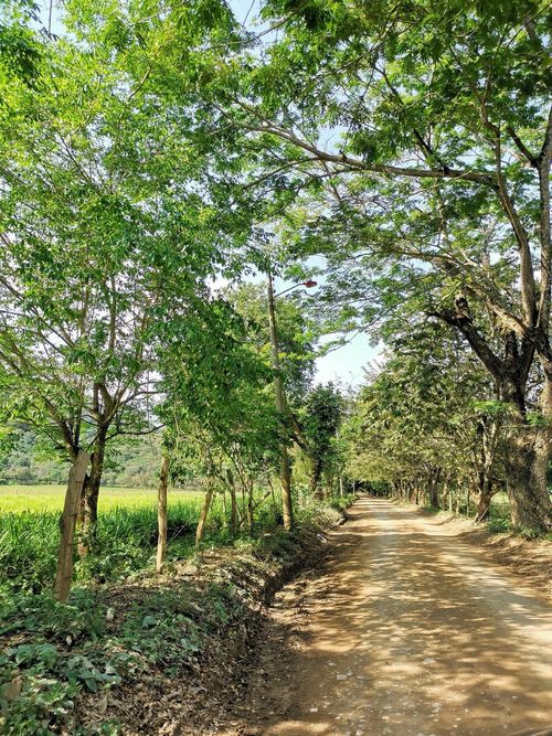 Finca en Venta en Cumaca, Ricaurte - Miniatura 20