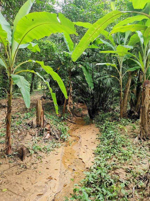 Finca en Venta en Cumaca, Ricaurte - Miniatura 22