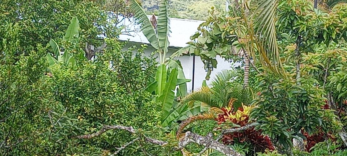 Finca en Arriendo en La huerta, La vega - Miniatura 10
